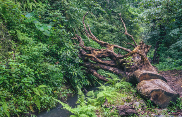 7 Jenis Pohon yang Paling Ampuh Mencegah Banjir dan Longsor
